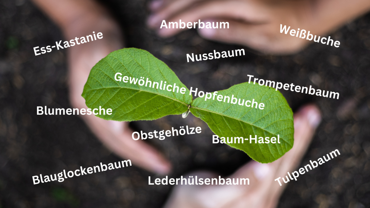 FES sucht ein neues Zuhause für Bäume | FES Dresden